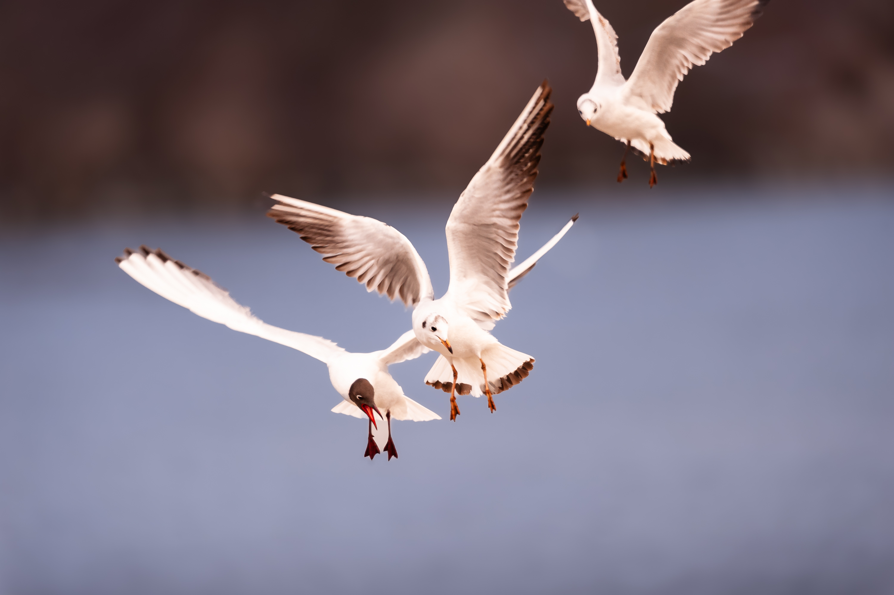 Thalkirchen Wasservoegel 2359